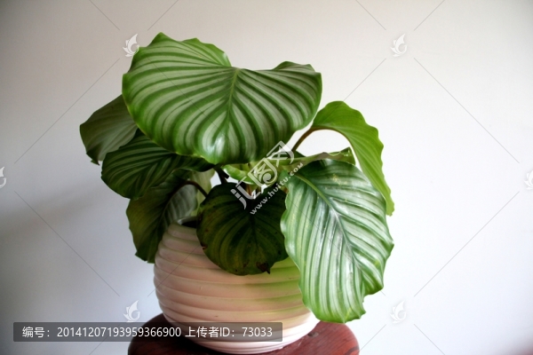 青蘋果竹芋,園葉竹芋,竹芋,綠