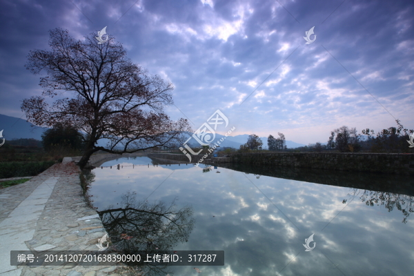 樹與河流
