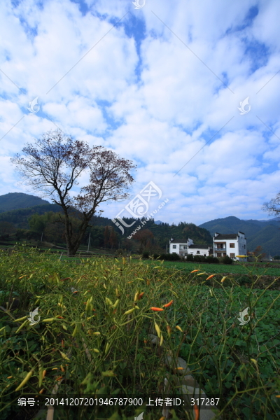 田野