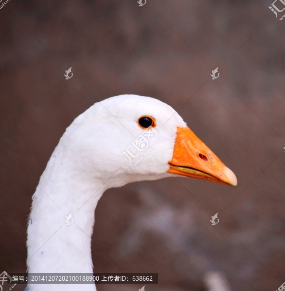 鴨子