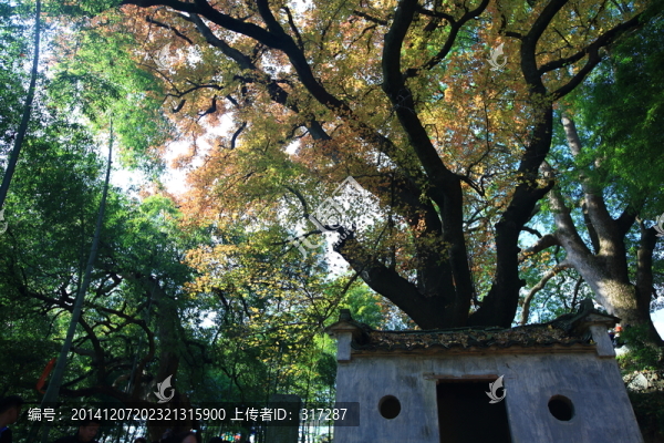 秋天的大樹(shù)