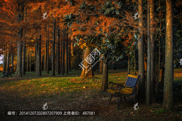 紅杉林