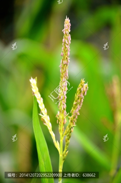 玉米株