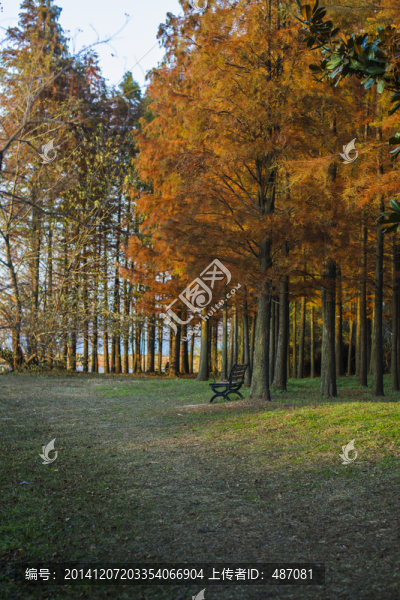 紅杉林