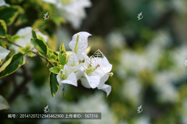 勒杜鵑