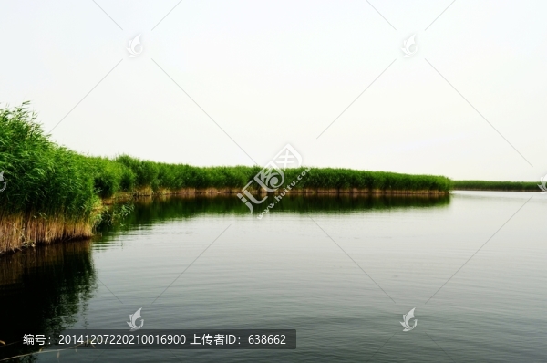 濕地蘆葦