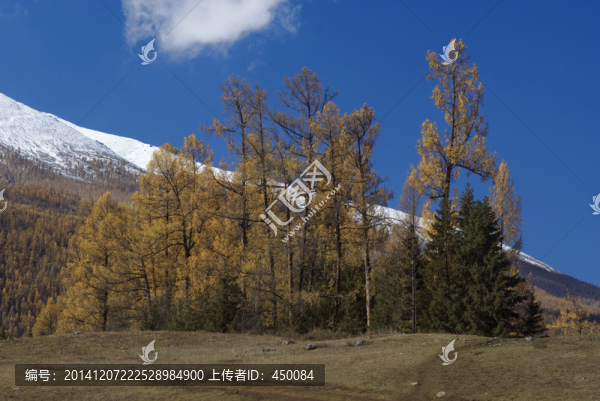金秋松樹林雪山溪流