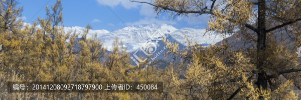 透過原始森林看見的雪山