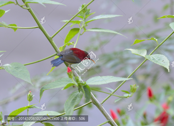 太陽鳥,太陽鳥科,東方的蜂鳥