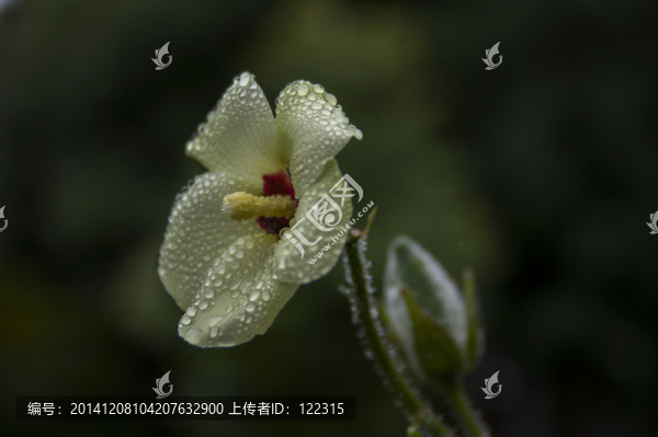 花朵