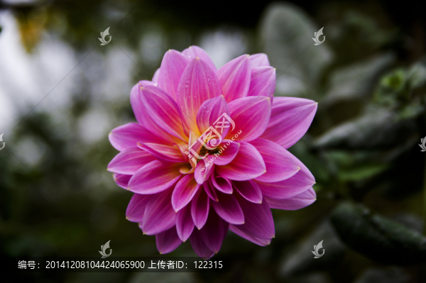 帶露的紅花