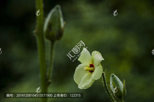 花朵和蓓蕾