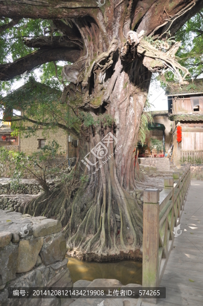 榕樹枝葉