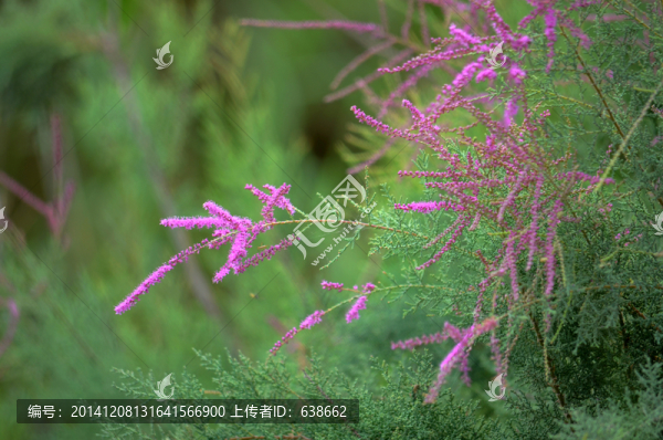 紅柳花開