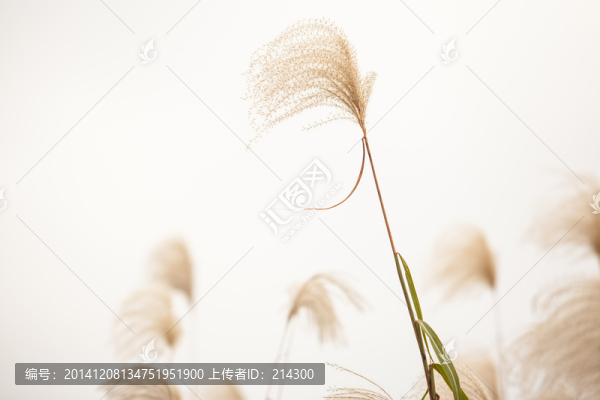 蘆葦