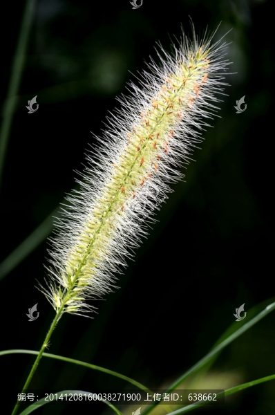 狗尾草