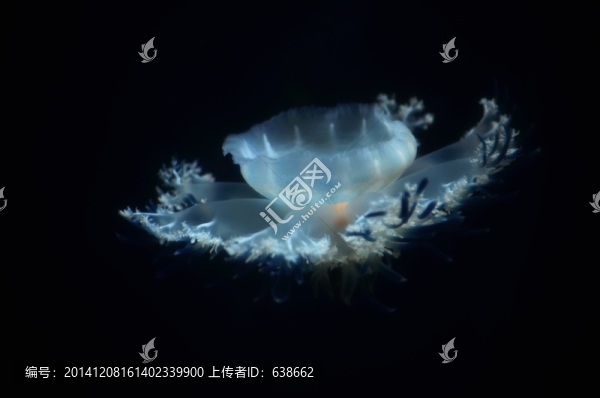水母