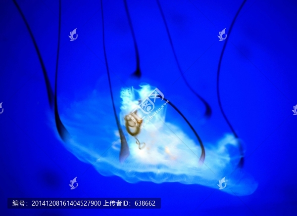 水母