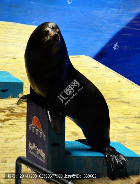 海獅
