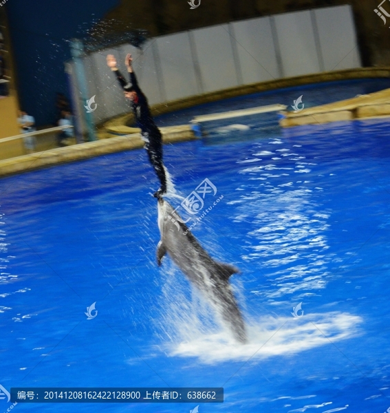 海豚