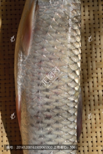 草魚