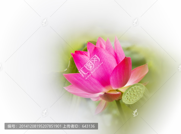 高調(diào)荷花