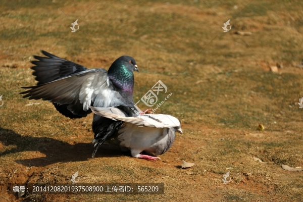 鴿子