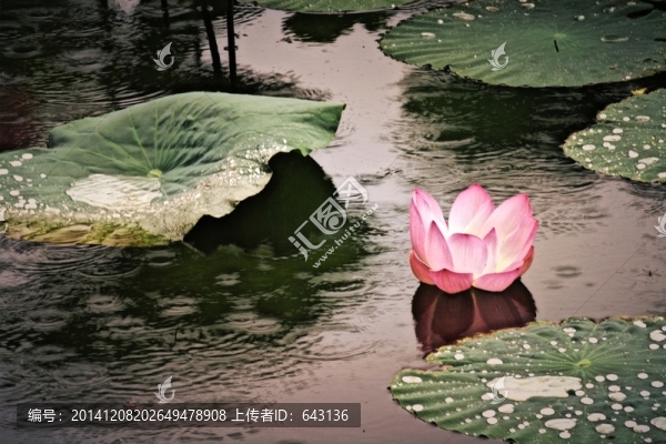 出水芙蓉