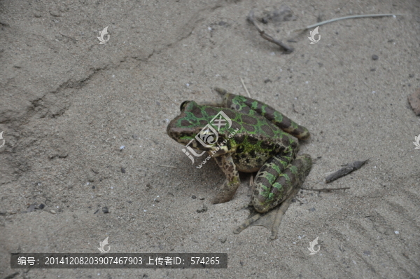 青蛙
