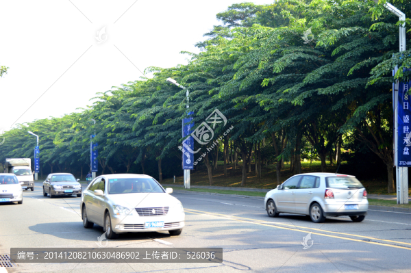 黃花梨綠化車道