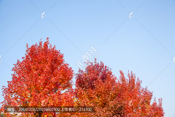 紅楓