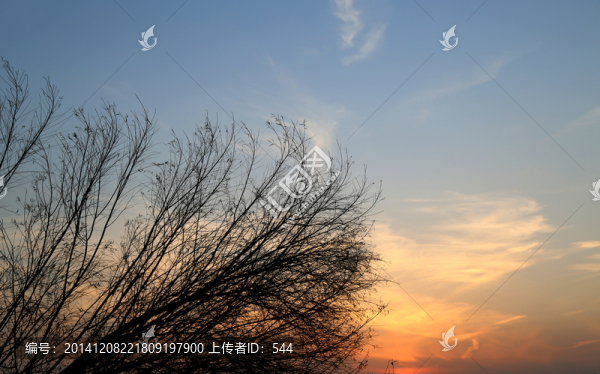 落日樹木