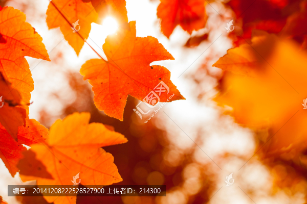 紅楓