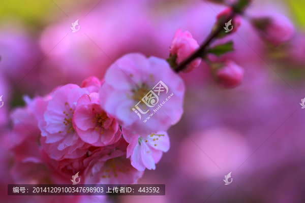 櫻花