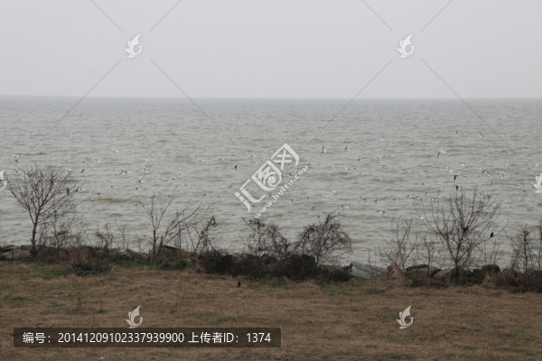 巢湖鳥類