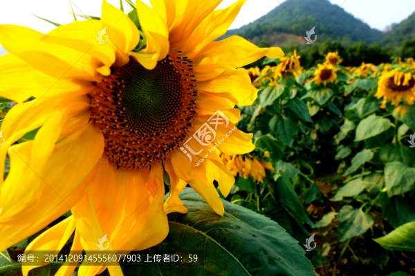 向日葵