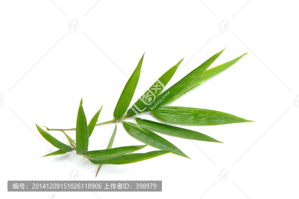 竹子,竹葉