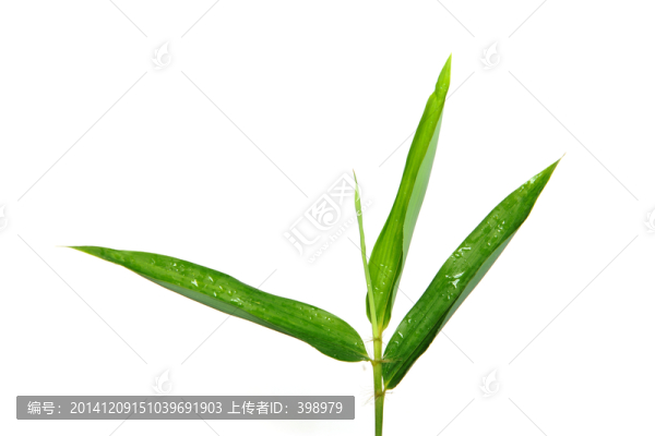 竹子,竹葉
