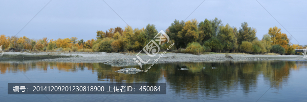 秋天的樹