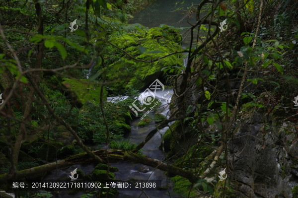 溪流,青苔