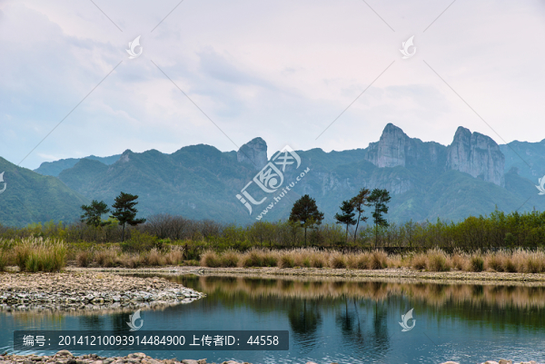 楠溪江,蘆葦