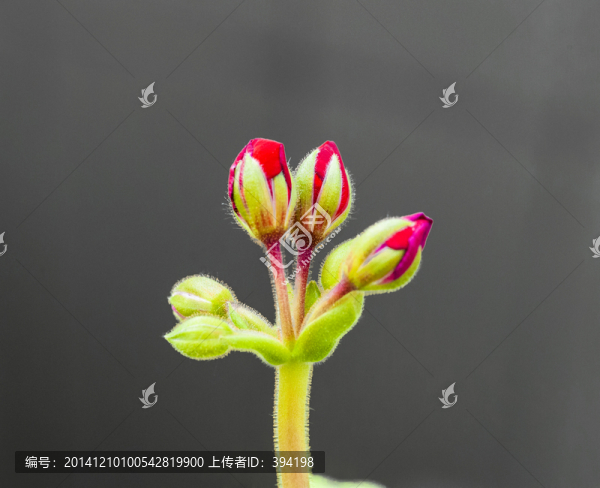 含苞待放的錦晃星