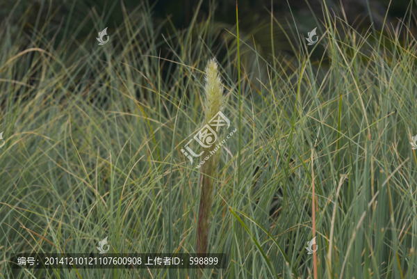 荒草