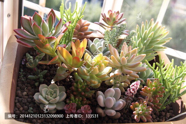 多肉植物,組合盆栽