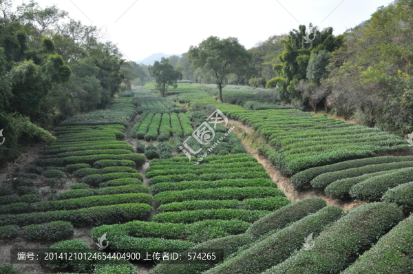 茶葉