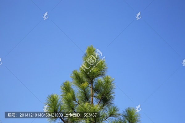 松樹,松針,松枝,枝葉,植物