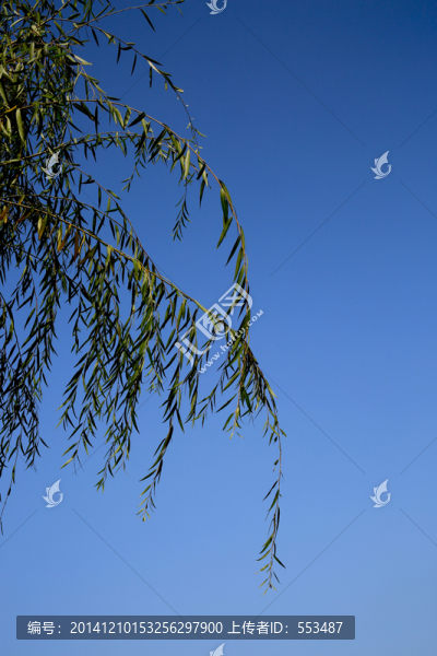 柳枝,柳條,柳樹,枝條,柳葉