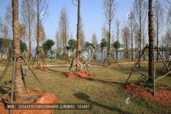 公園,景觀樹,栽樹,城市,樹木