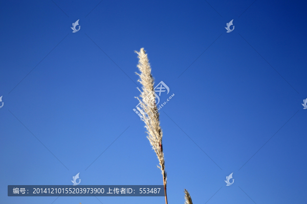 蘆葦,藍天,蘆葦草,蘆葦花