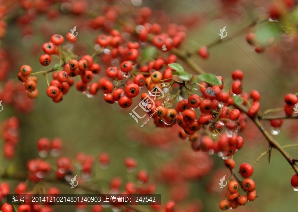 紅色的野果子